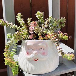 Beautiful succulents