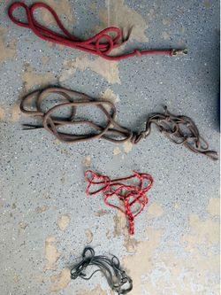 Horse halter and Leeds