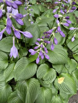 Baby Small Heart Shape Hosta (20)