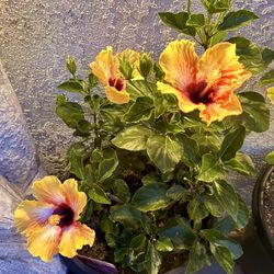 Beautiful Sunrise Hibiscus With Yellow and reddish colors.