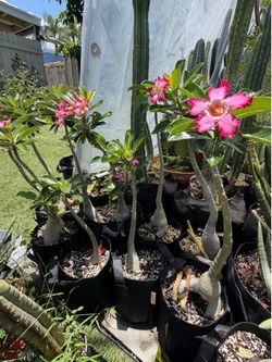 Desert Rose / Adenium
