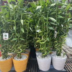 Lucky Bamboo In Ceramic Pot. SPECIAL PRICE 🤩