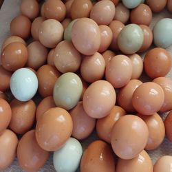 Free Range Chicken And Goose Eggs