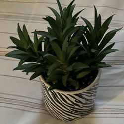 Room Decor Plant