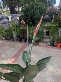 Bird of paradise