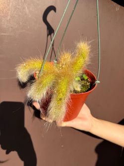 6” monkey tail. cactus