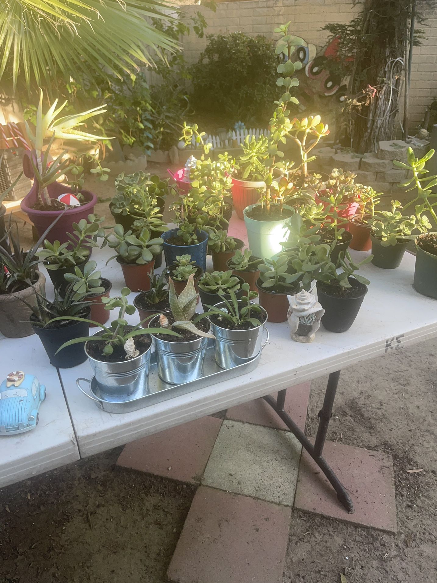 Assorted Plants