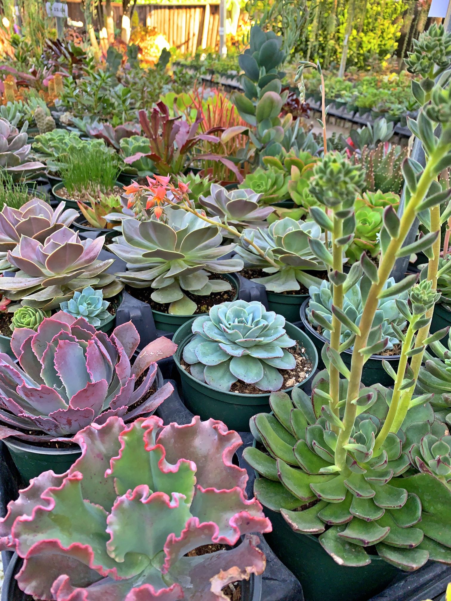 Succulents