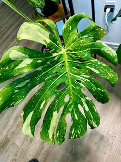 Monstera Thai  Constellation
