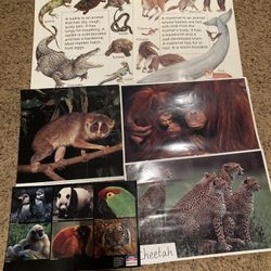 Animal Posters, Books, & Patterns