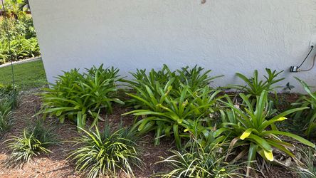 Bromeliads bulk