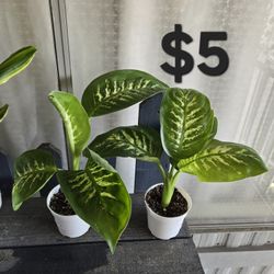 Dieffenbachia Plants 