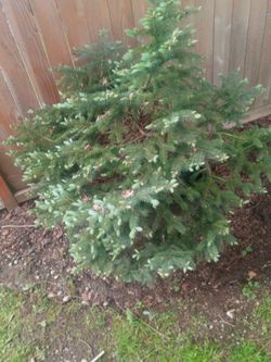 Evergreen Tree In A 15 Gallon Plastic Pot
