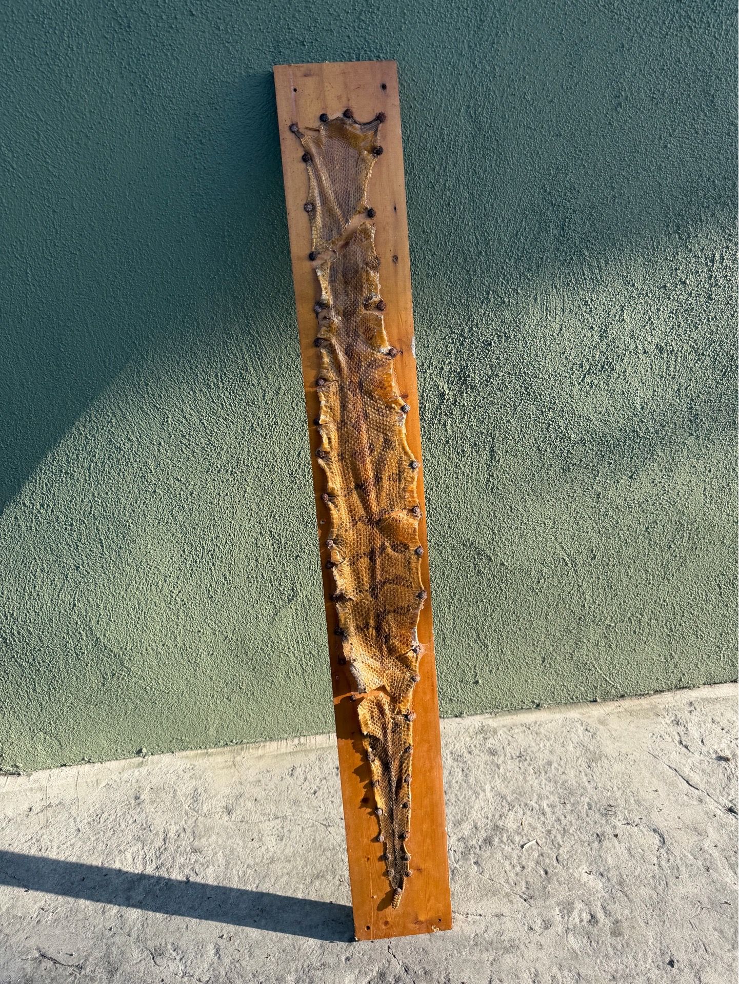 Mounted Rattlesnake Skin Decor