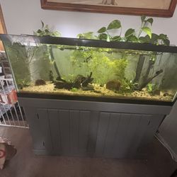 55gal Fish Tank