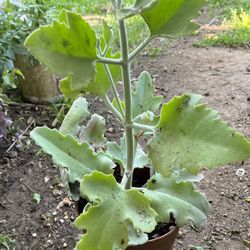 Velvet Succulent Plant/ O Kalanchoe oreja de elefante,