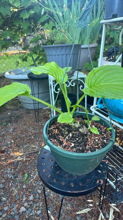 Hosta plants ~$5each
