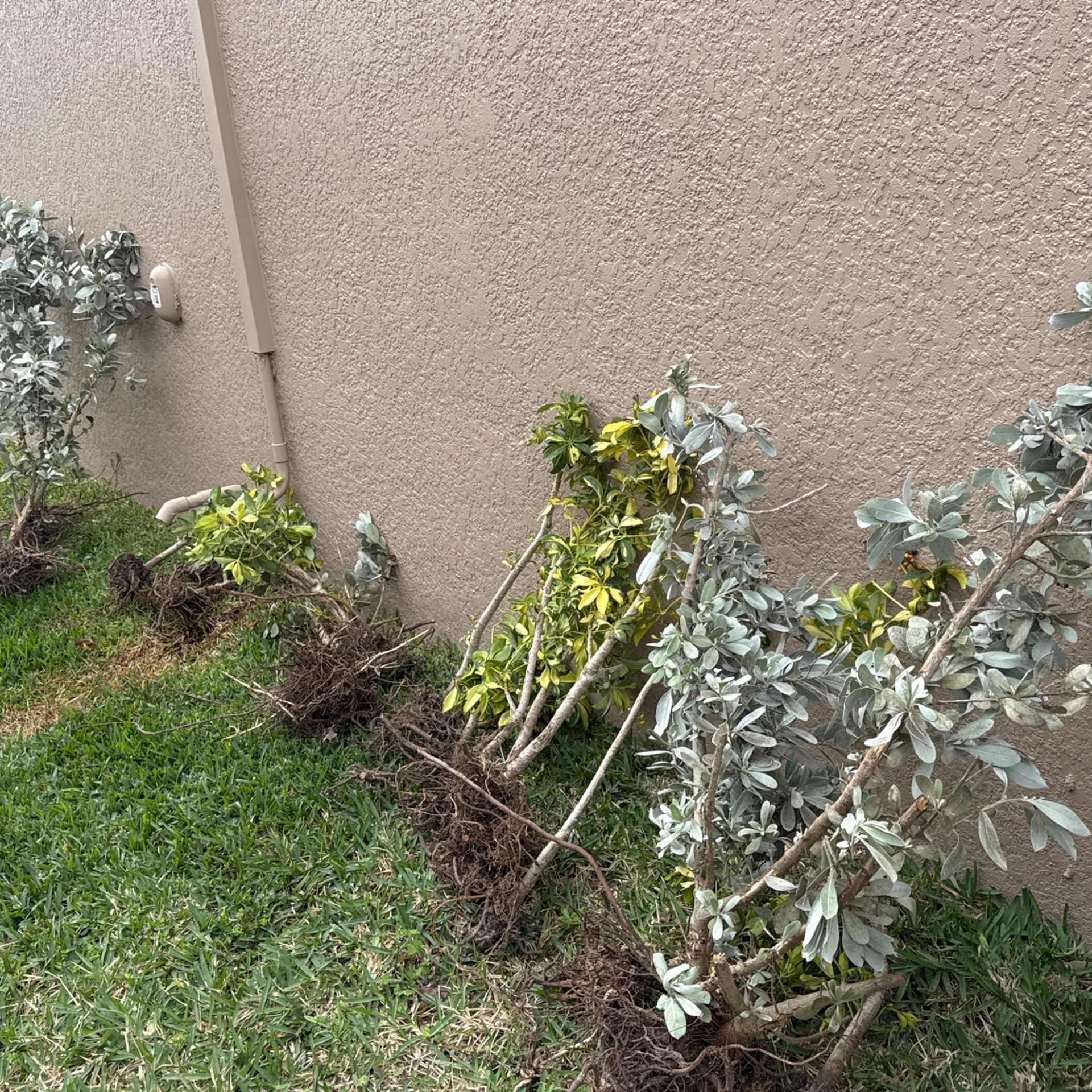 FREE Plants For Garden