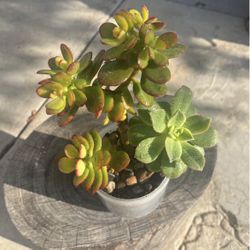 Succulent Plant