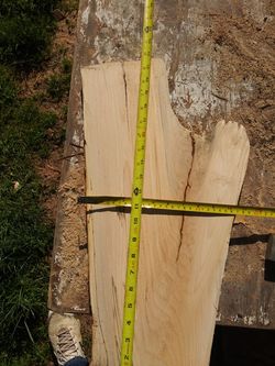 Maple cross cut of branch