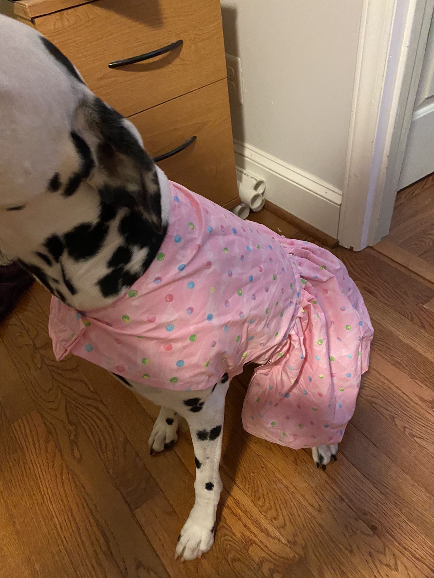 Dog Dress Large