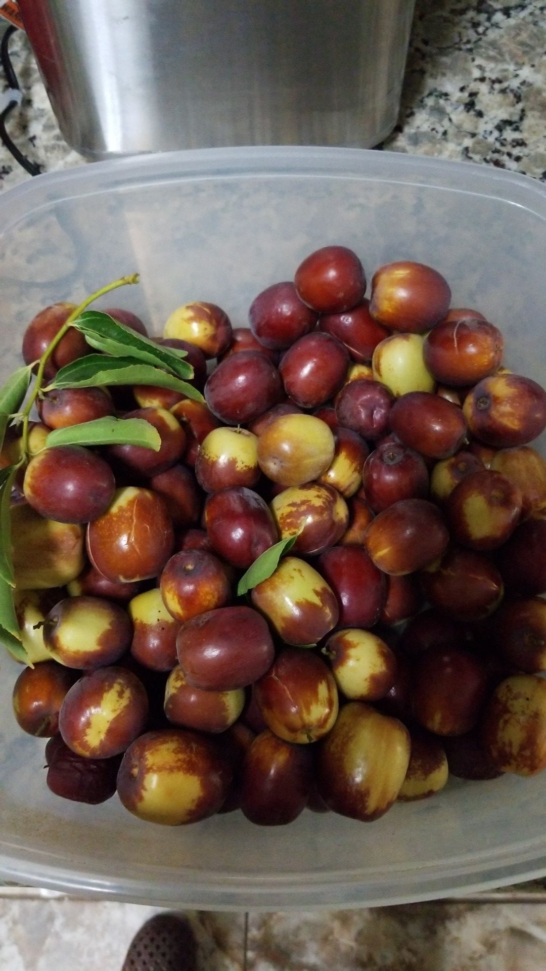 Jujubi Fruits