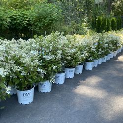 ‘Quick Fire’ Hydrangea Bushes