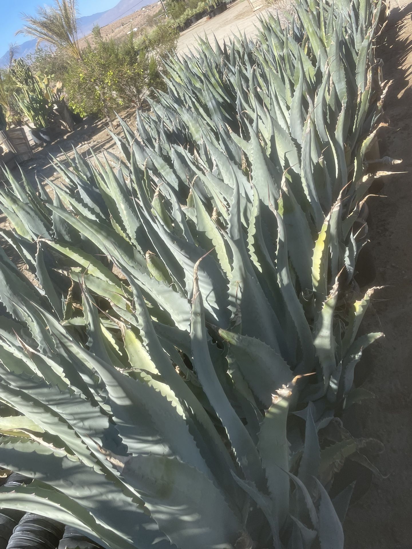 Agave American 15gallon