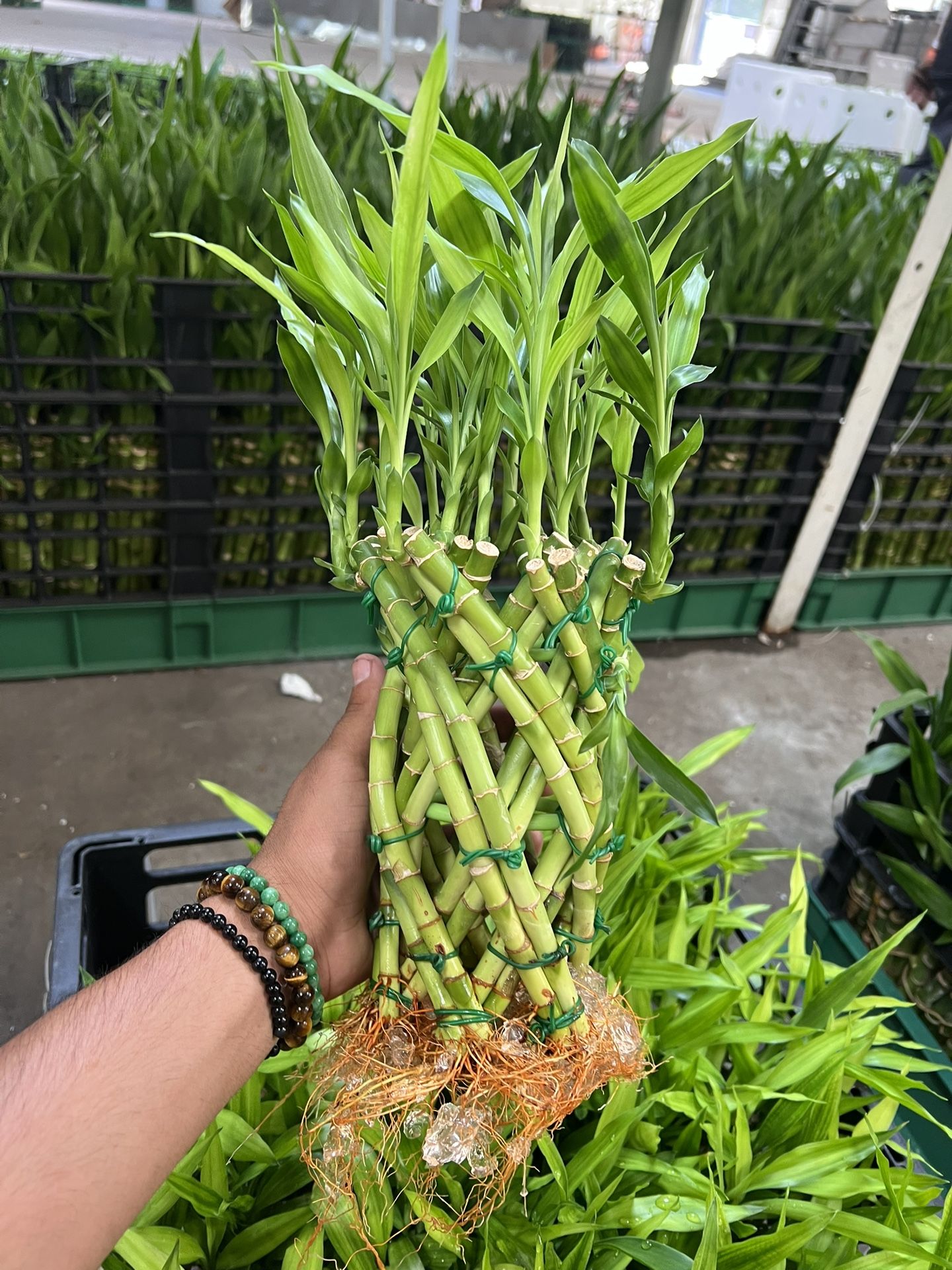 Bamboo Plants