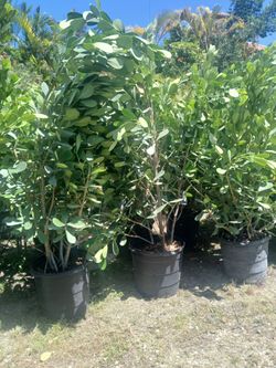 Calusia on sale! overgrown 4-4.5'ft $23