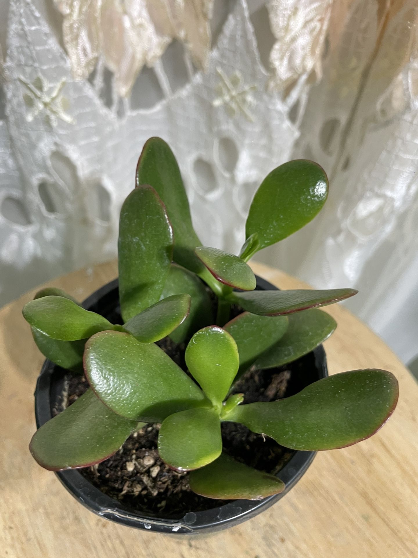 Jade Suculent