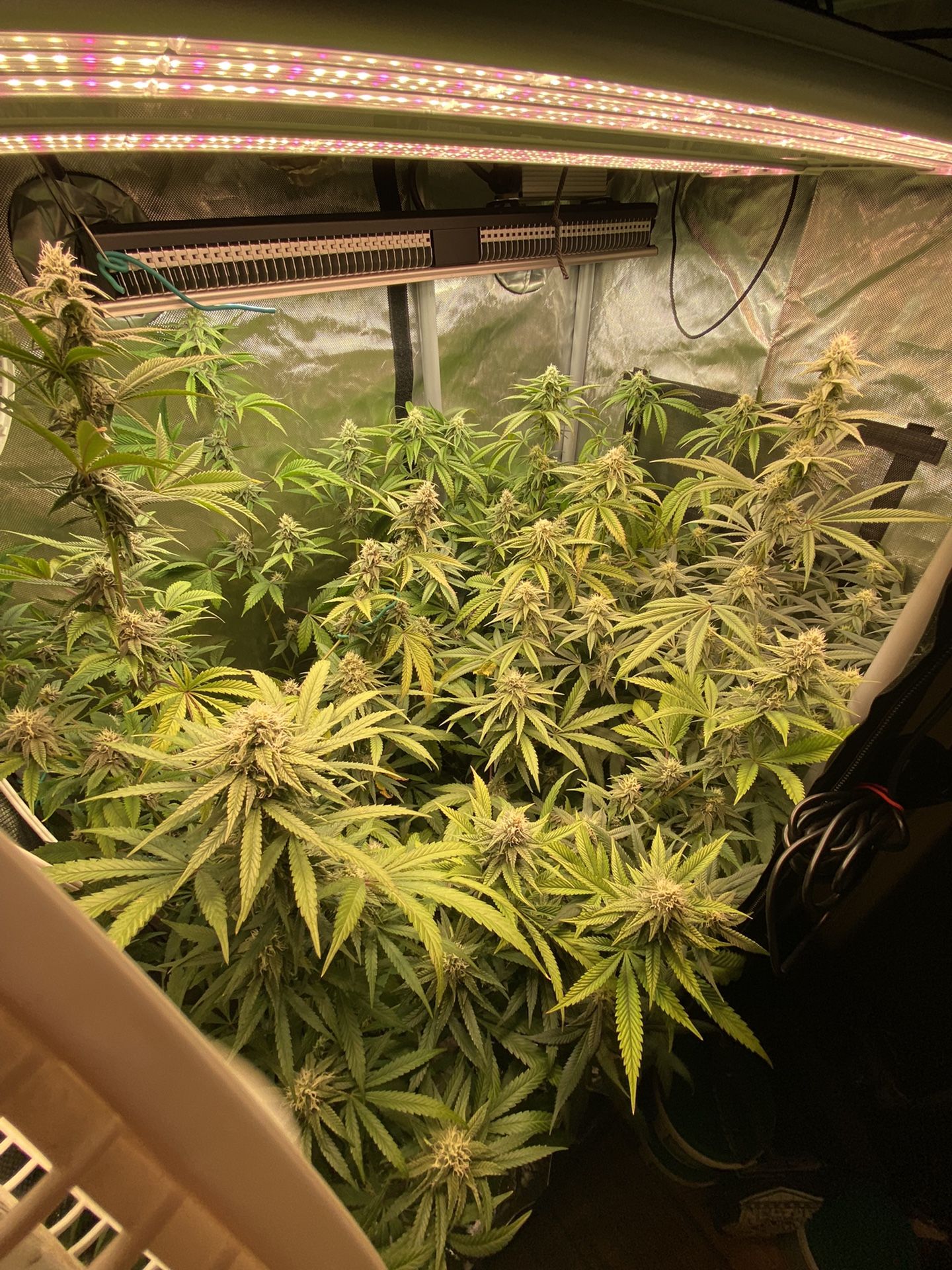 Electric Sky ES180 LED Grow light