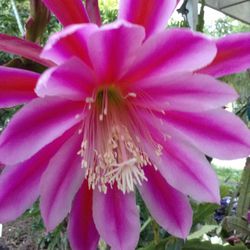 Giant Two Color Epiphyllum!  10” Basket / Hoa Quynh Tim’ / Orchid Cactus