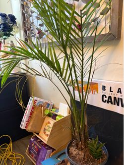 Plants ! Indoor /outdoor great prices