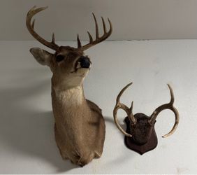 Deer Mounts
