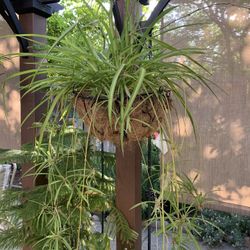 Spider Plants. Small Pots