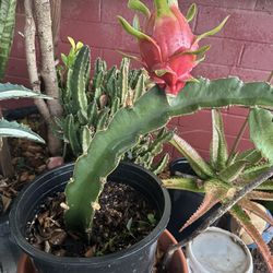 Dragon Fruit Plant