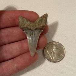 Large Fossilized Mako Shark Tooth