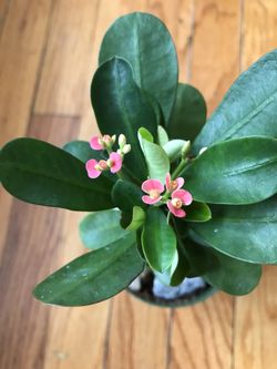 Euphorbia plant