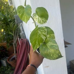 Marble House Plant Potho Live 4”