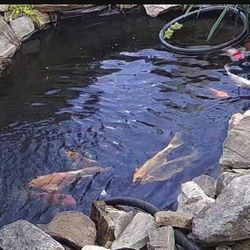 Butterfly Koi