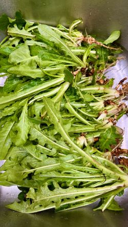Fresh Dandelion Greens – $10 per full grocery bag