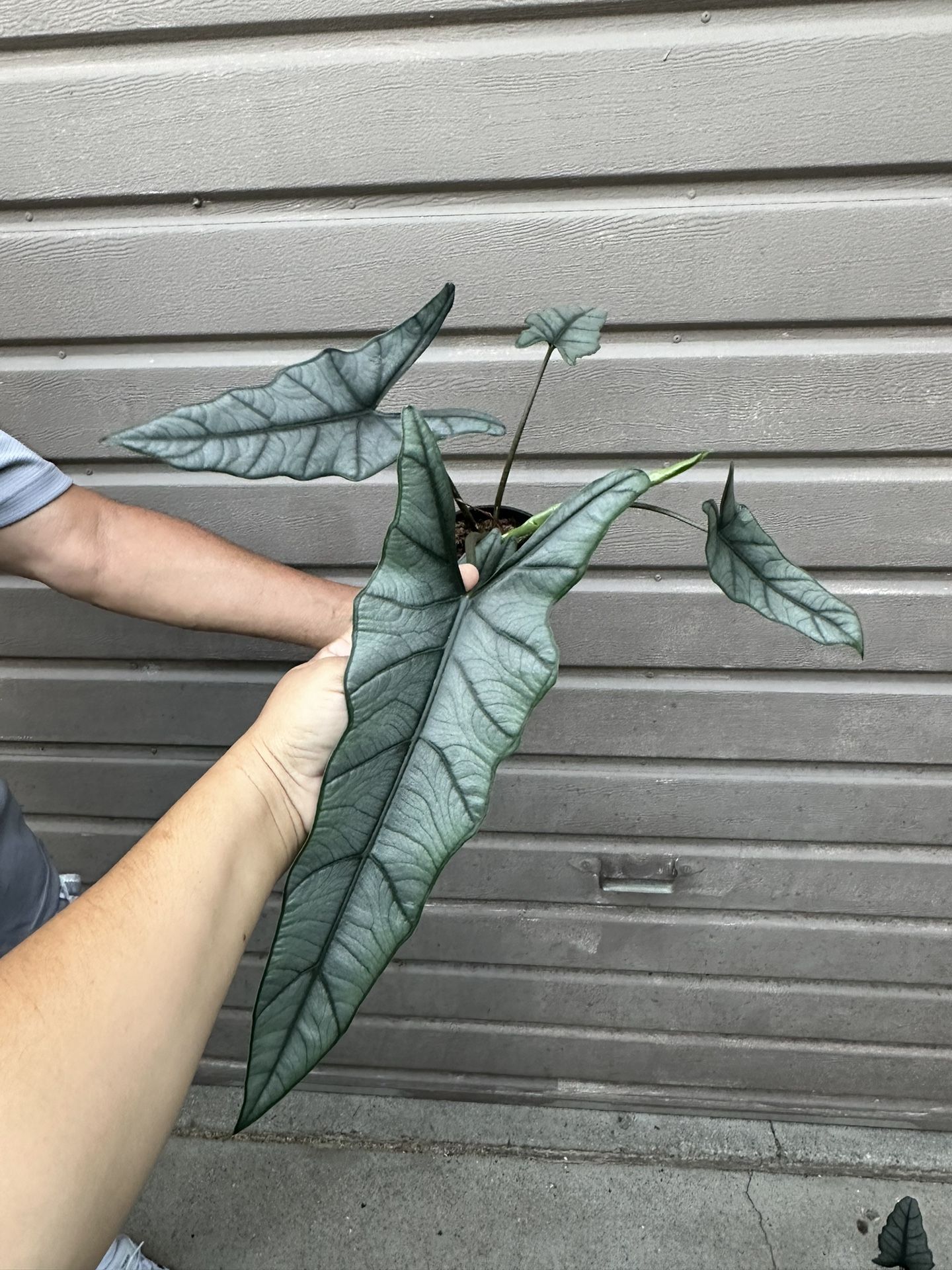 5” Big Alocasia Heterophylla Dragón Breath