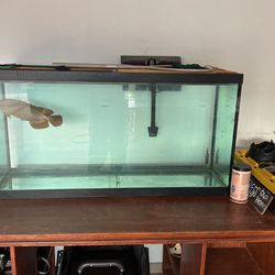 Arowana Fish w 100 Gallon Tank for Sale in Waianae HI OfferUp