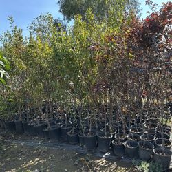 Fruit Trees Shade Trees 35$ Each