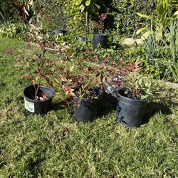 Heavenly Bamboo or Nandina