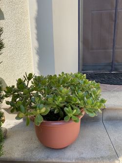 Jade in plastic pot
