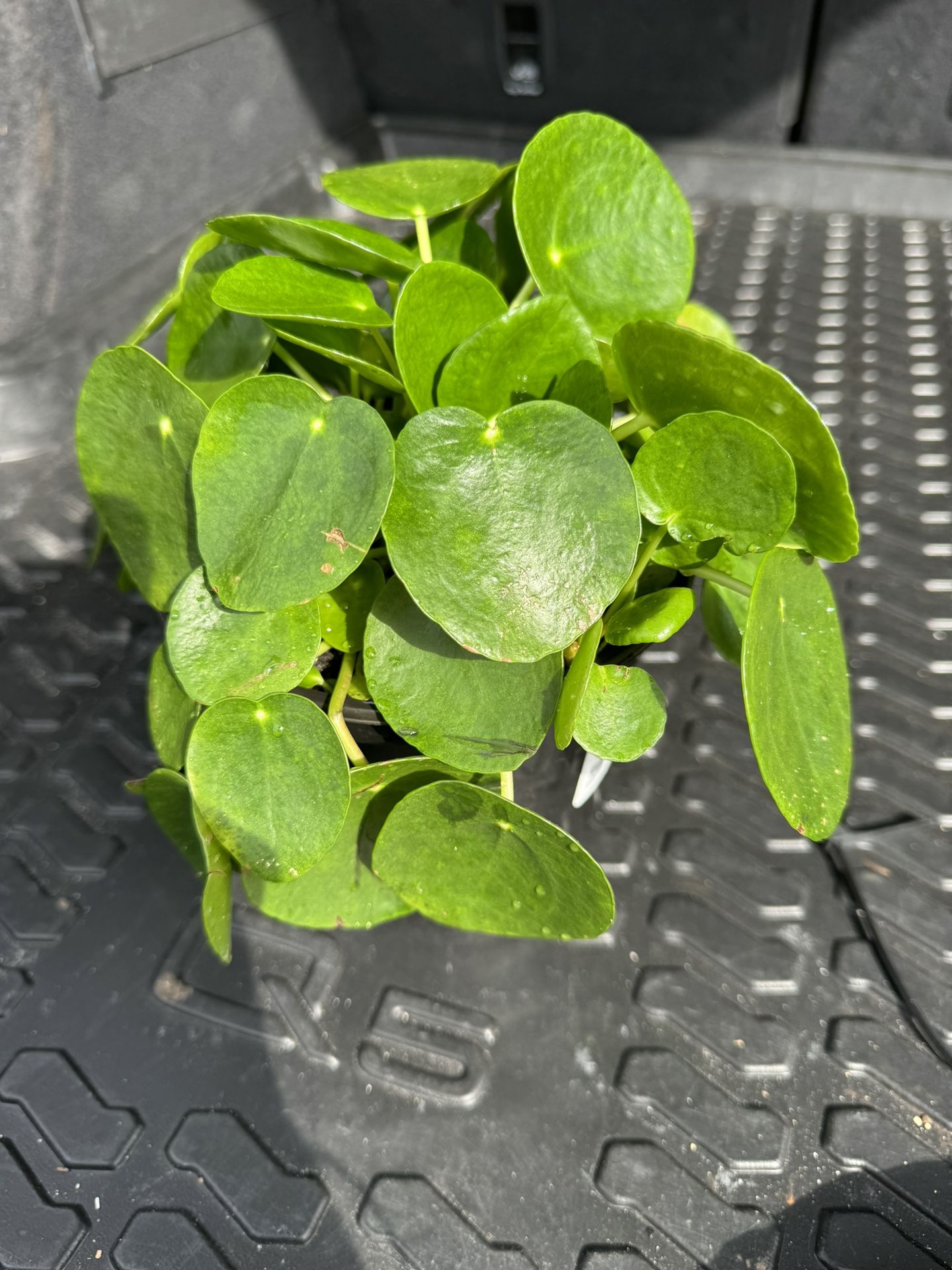 Pilea -Chinese Money Plant-Lush And Healthy!!