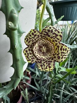 Planta Stapelia bonita Flor