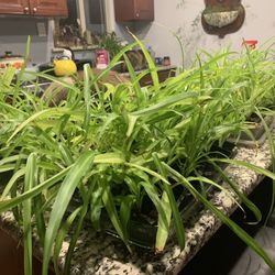Solid Green Spider Plants 